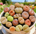 Lithops Succulent | 10 Pills | Rare Living Stones | Bare Root | Unique Indoor Decor | Mesembryanthemum crystallinum