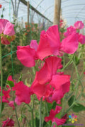 Sally Maitland Sweet Pea Seeds - 50+ Pack - Garden Planting - Lathyrus odoratus - USA