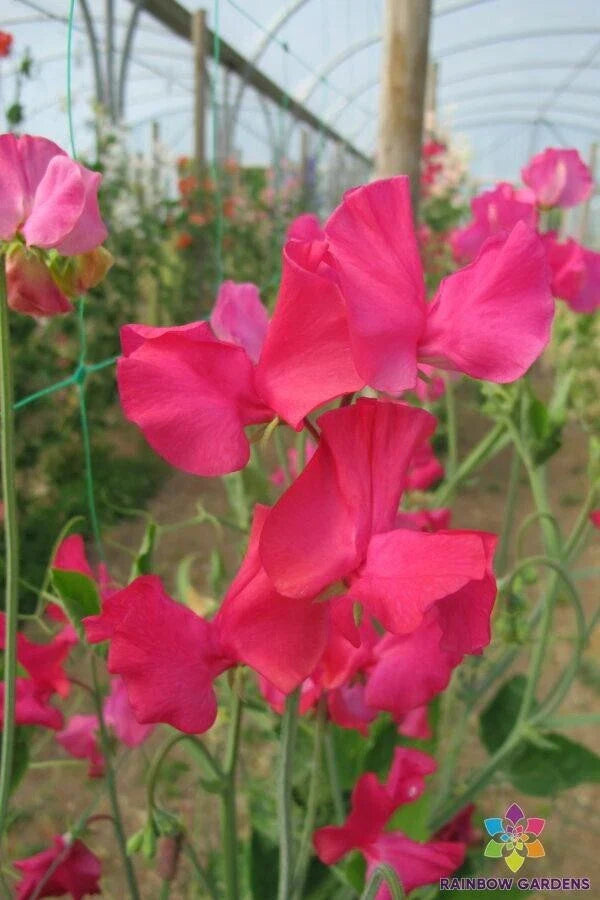 Sally Maitland Sweet Pea Seeds - 50+ Pack - Garden Planting - Lathyrus odoratus - USA