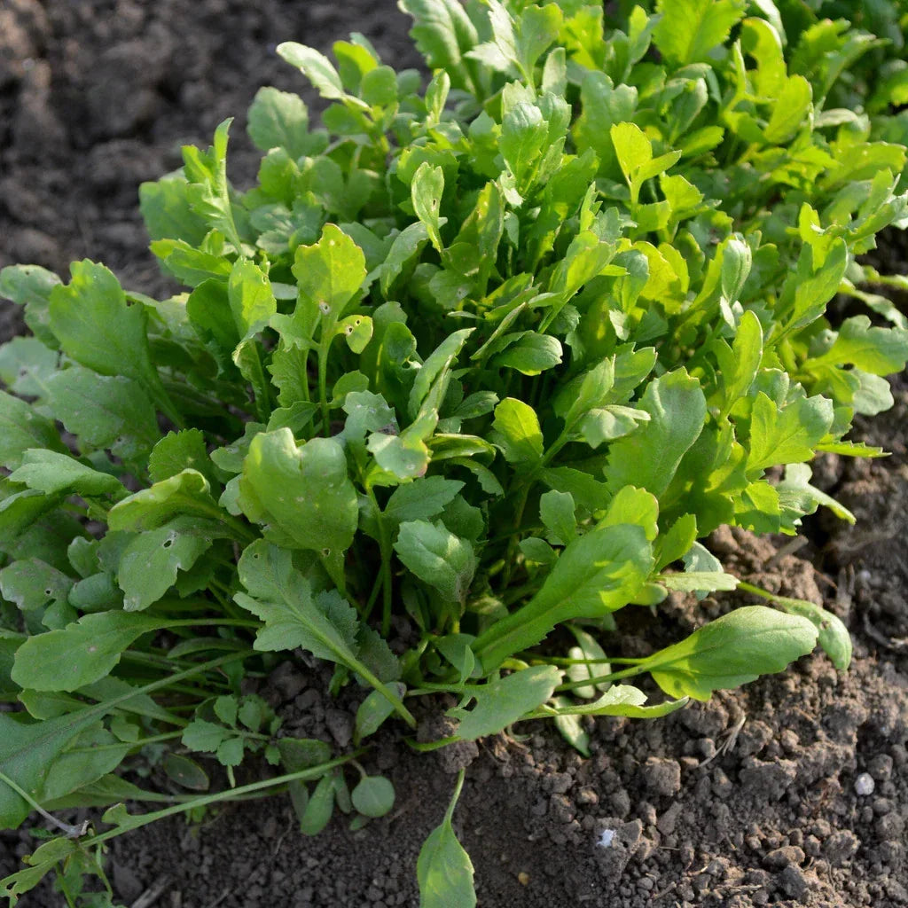 Curled Cress Seeds 1000+ Count Non-GMO Heirloom Garden Seeds for 2025 Planting (Lepidium sativum)