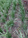 Garlic Chives Live Stalks - Organic Bare Root Leek Plant, Non-GM, 老韭菜根, 55 Stalks