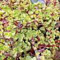 Rainbow Variegated Elephant Bush Dwarf Jade Plant Cuttings 2 Unrooted 4-Inch Crassula perfoliata var. falcata