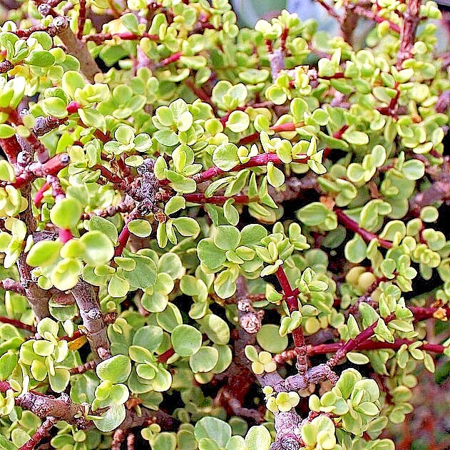 Rainbow Variegated Elephant Bush Dwarf Jade Plant Cuttings 2 Unrooted 4-Inch Crassula perfoliata var. falcata