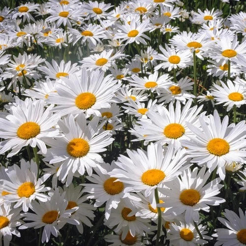 White Painted Daisy Seeds - 200+ Count for Garden Planting - Leucanthemum × superbum - USA Grown - Free Shipping