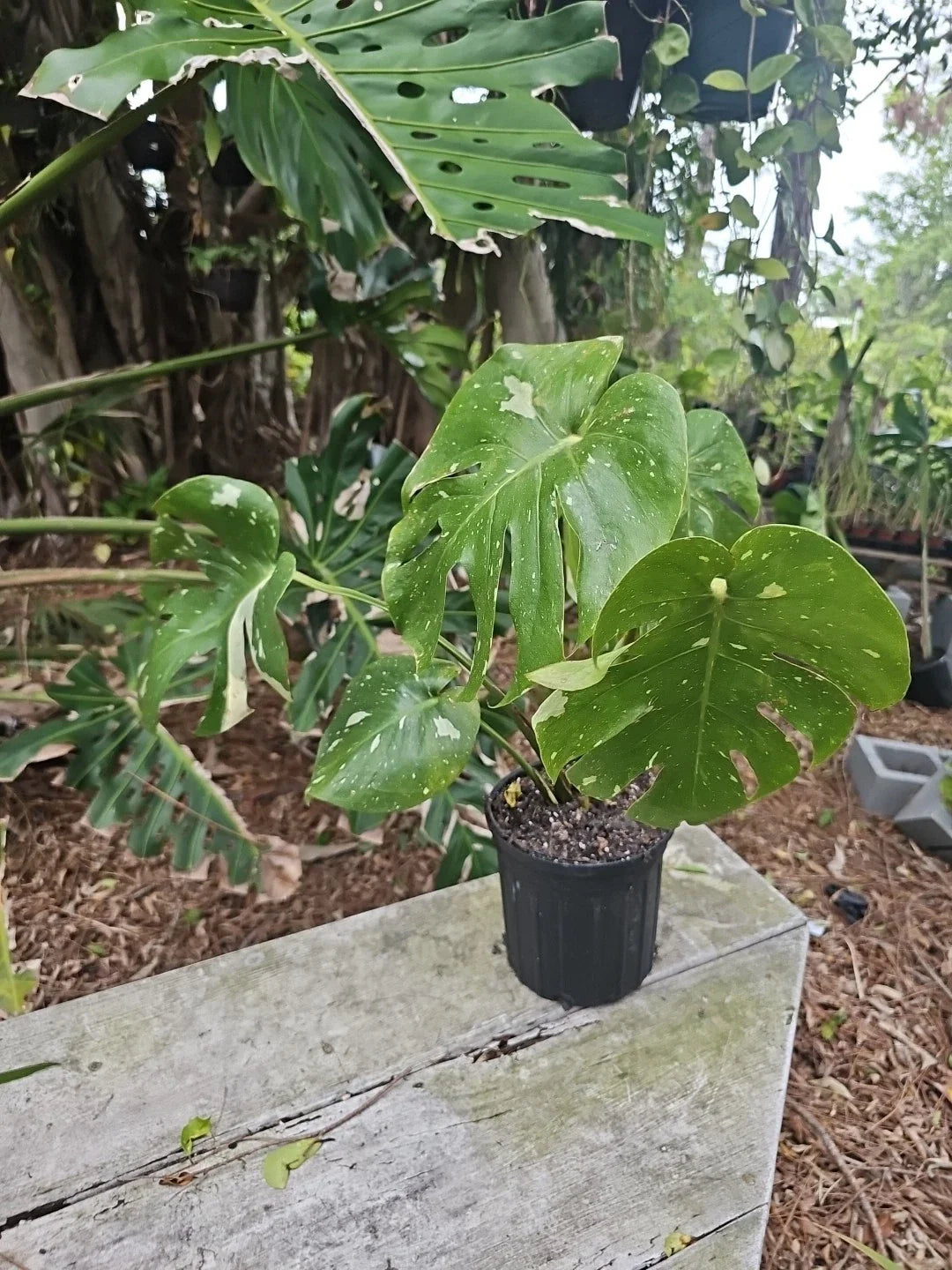 Large Monstera Thai Constellation Live Plant, Fenestrated Variegated, 6 Leaves, Monstera Deliciosa Var. Thai Constellation
