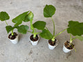 Philodendron warscewiczii Aroid Houseplant in 1.5” Pot - Tropical Green Foliage, Indoor Plant, Easy Care