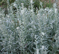 Prairie Sage Seeds for Planting - 50 Seeds - Artemisia ludoviciana - Perennial Herb, Drought-Tolerant, Native Plant