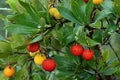 Strawberry Tree Seeds - 50+ Non-GMO Seeds - Arbutus unedo - Grown and Shipped Fresh