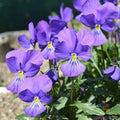 Corsican Violet Pansy Seeds - 200+ Pack - Viola - Perfect for Garden Planting - USA