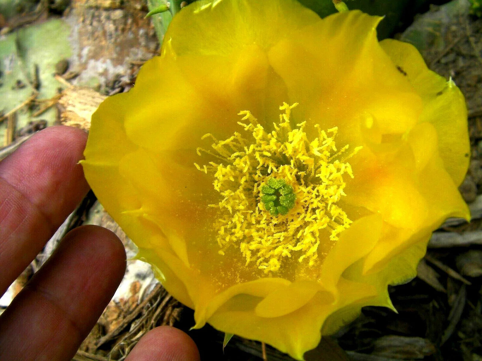 Opuntia Violacea Purple Santa Rita Prickly Pear Cactus Cuttings - 2 Pads, Hardy, Succulent Variety, Drought Tolerant