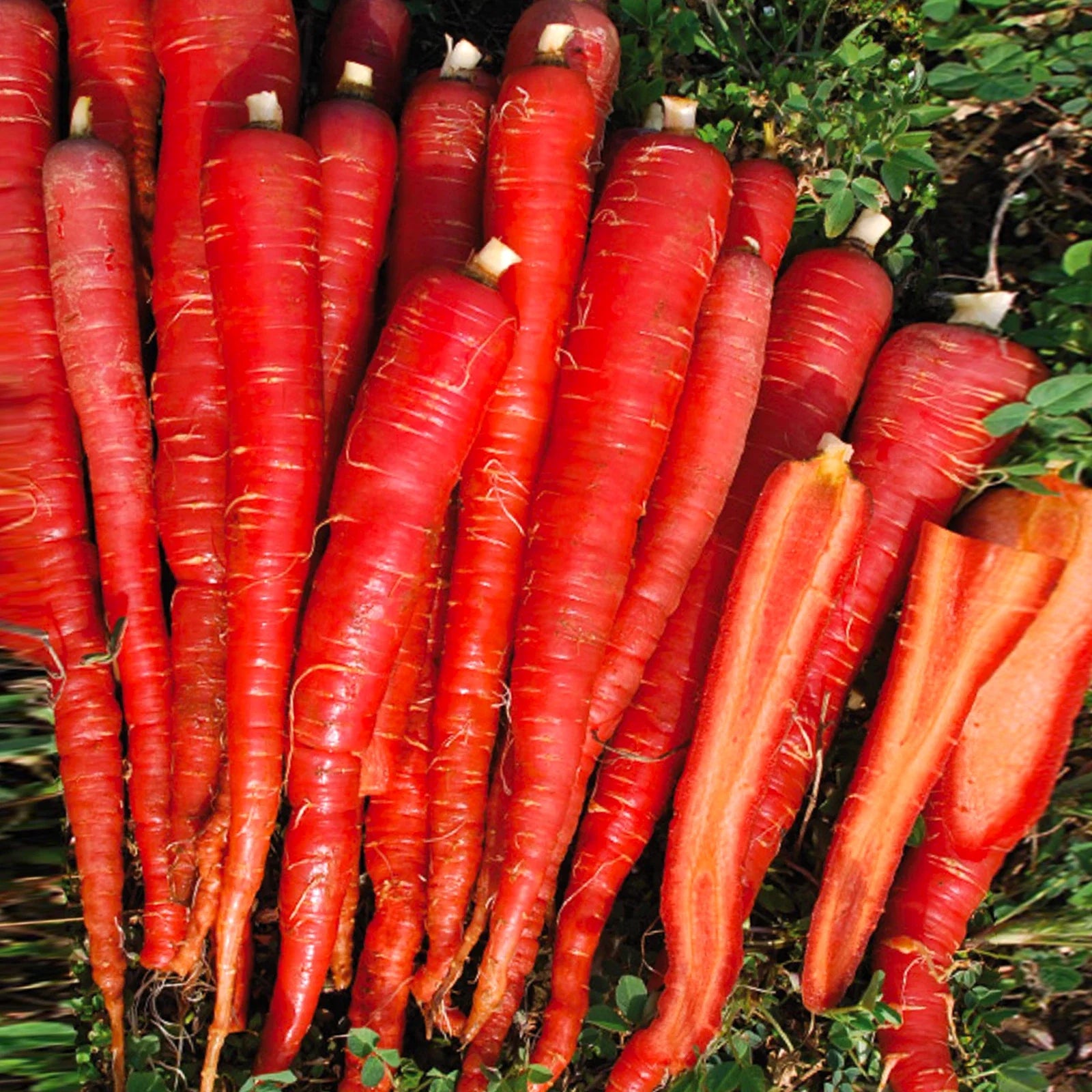 Kintoki Red Carrot Seeds - 2025 Planting - Noir Galaxy Obsidian Cosmic Dark - Daucus carota