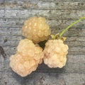 Snowbank White Blackberry Plant, Live Plant, Zones 5-8, Rubus fruticosus