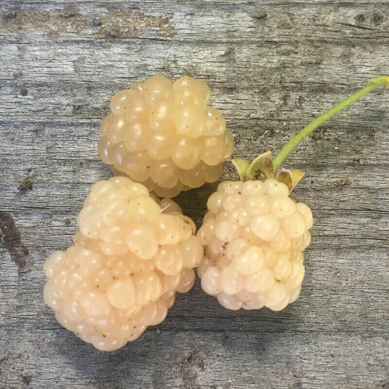 Snowbank White Blackberry Plant, Live Plant, Zones 5-8, Rubus fruticosus
