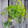 4000 Dill Seeds - Long Island Mammoth Non-GMO Heirloom - Anethum graveolens - USA Seller, Free Shipping