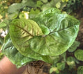 Syngonium 'Berry Allusion' Cutting - Live Plant, Fast Rooted, Ideal for Indoor Gardening, Houseplant