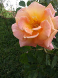 Rose Cuttings 5 Pack Peace Pink & Yellow Shrub Rosa spp. Virus-Free Plants
