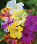 25 Mixed Four O'clock Flower Seeds | Perennial Colorful Blooms | Mirabilis jalapa