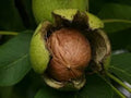 Walnut Tree Black Seeds, (3) Organic Seeds, Juglans nigra, Nut Tree, Heirloom