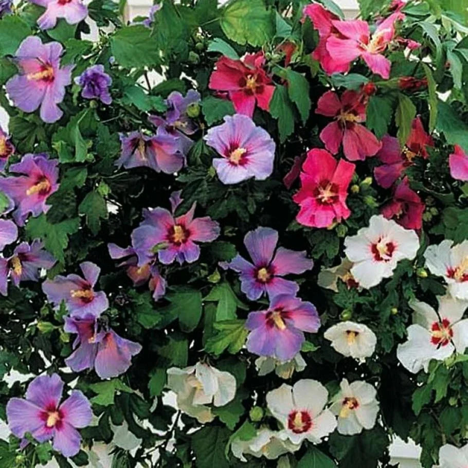 Hibiscus Cuttings - 10 Unrooted Hardy Hibiscus Assorted Colors - Hibiscus Syriacus