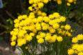 Goldilocks Aster Flower Seeds - 20 Pack, Yellow, Aster linosyris, Starwort for Planting