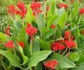 Red Dazzler Canna Lily Seeds - 20+ Indian Shots (Canna Indica) - Vibrant Flowering Bulbs for Garden Planting