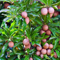 Sapodilla Tree Seeds - Chicle Tropical Brown Sugar Fruit - Manilkara zapota Seeds for Planting