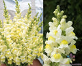 Snapdragon Seeds - 1000+ Orleans Early Lemon Yellow - Antirrhinum majus
