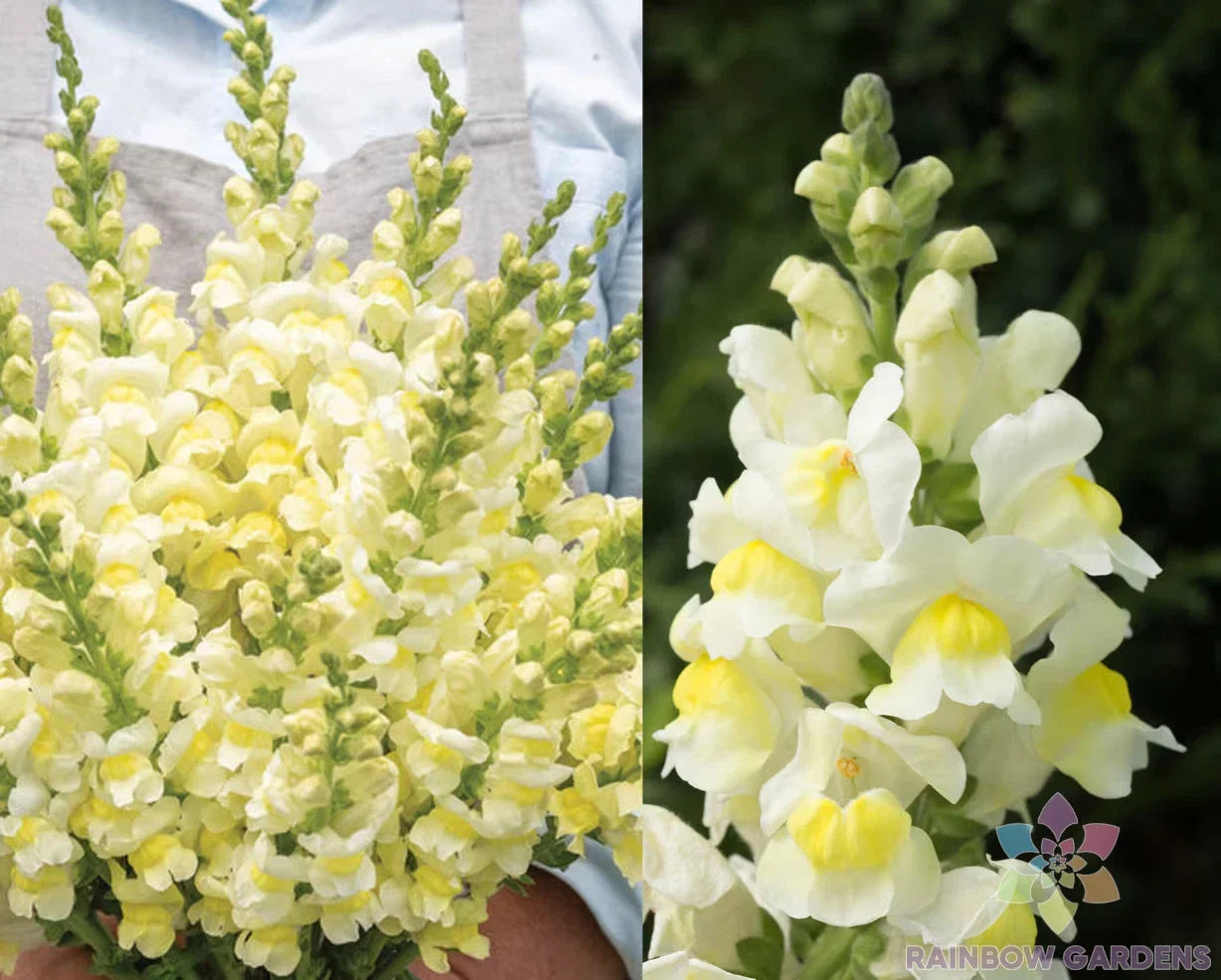 Snapdragon Seeds - 1000+ Orleans Early Lemon Yellow - Antirrhinum majus