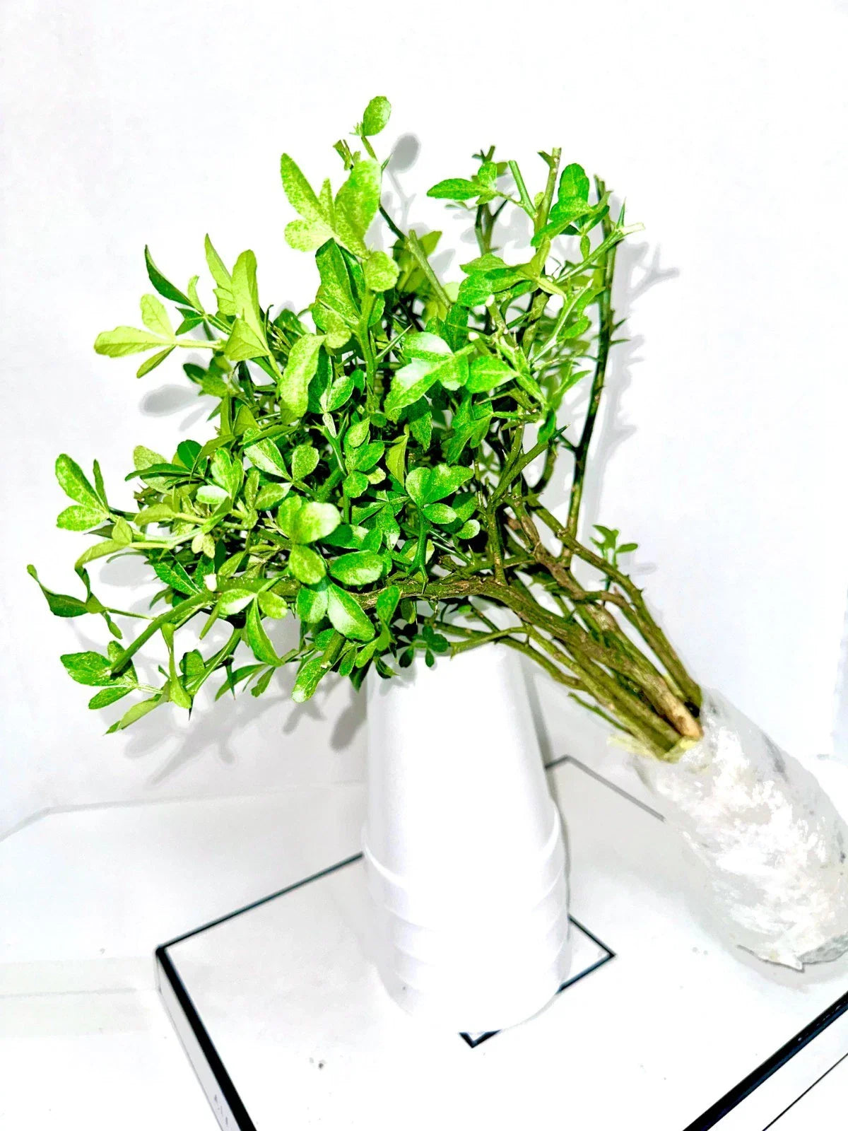 Cold Hardy Citrus Seedling 10-Pack - Bare Root Live Plants - Citrus spp.