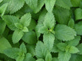 250 Lemon Balm Seeds - Non-GMO Melissa officinalis - Herbal Garden Starter, Aromatic Perennial, Culinary Herb Seeds