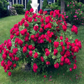 Japanese Red Rose Bush Flower Seeds | Rosa Rugosa Rubra | Hardy Garden Plant Seeds for Home Gardening