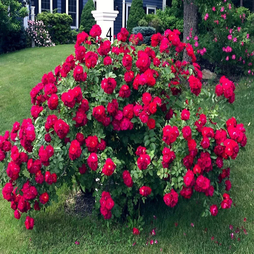 Japanese Red Rose Bush Flower Seeds | Rosa Rugosa Rubra | Hardy Garden Plant Seeds for Home Gardening