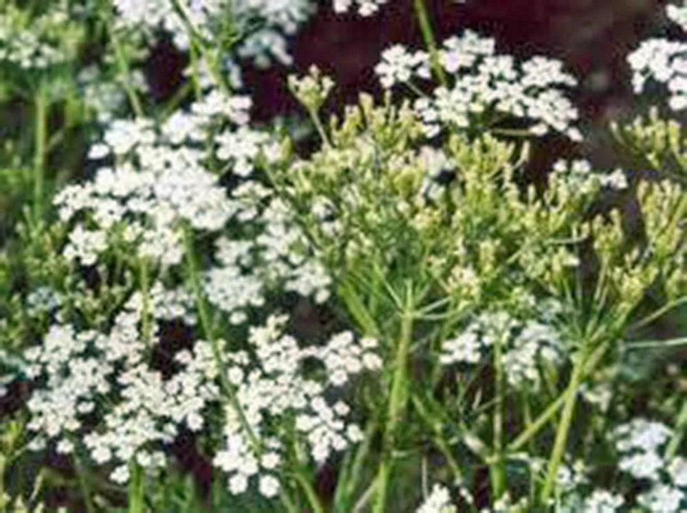 Caraway Herb Seeds - 20+ Seeds, Culinary Uses, Carum carvi