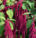 Love Lies Bleeding Seeds 2000+ Amaranth Annual Flower - Amaranthus caudatus - Garden Seeds with Free Shipping