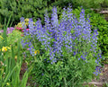 50+ Blue Wild False Indigo Seeds | Native Wildflower Perennial | Nitrogen-Fixing | Baptisia australis