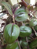 Rare Wandering Jewel Plant - 4" Pot - Purple Plush - Tradescantia Zebrina var. Mollipila