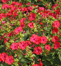 Four O'Clock Seeds - Hummingbird Red Variety, Non-GMO, Mirabilis jalapa, 25 Seeds for Night Blooms