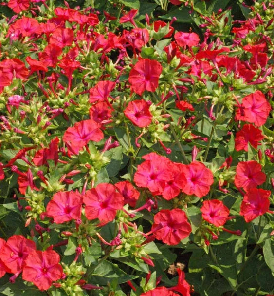 Four O'Clock Seeds - Hummingbird Red Variety, Non-GMO, Mirabilis jalapa, 25 Seeds for Night Blooms