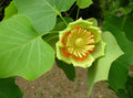Tulip Poplar Tree Seeds - 20 Count - Liriodendron Tulipifera - Fast Growing Native Tree Seeds for Landscaping