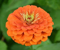 Zinnia Flower Seeds - Orange King - 100+ Annual Seeds - Attracts Birds & Bees - Ideal for Gardens