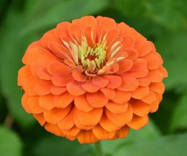 Zinnia Flower Seeds - Orange King - 100+ Annual Seeds - Attracts Birds & Bees - Ideal for Gardens