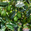 Bacon Avocado Tree Cuttings 2 PCS Fresh Scions Persea americana