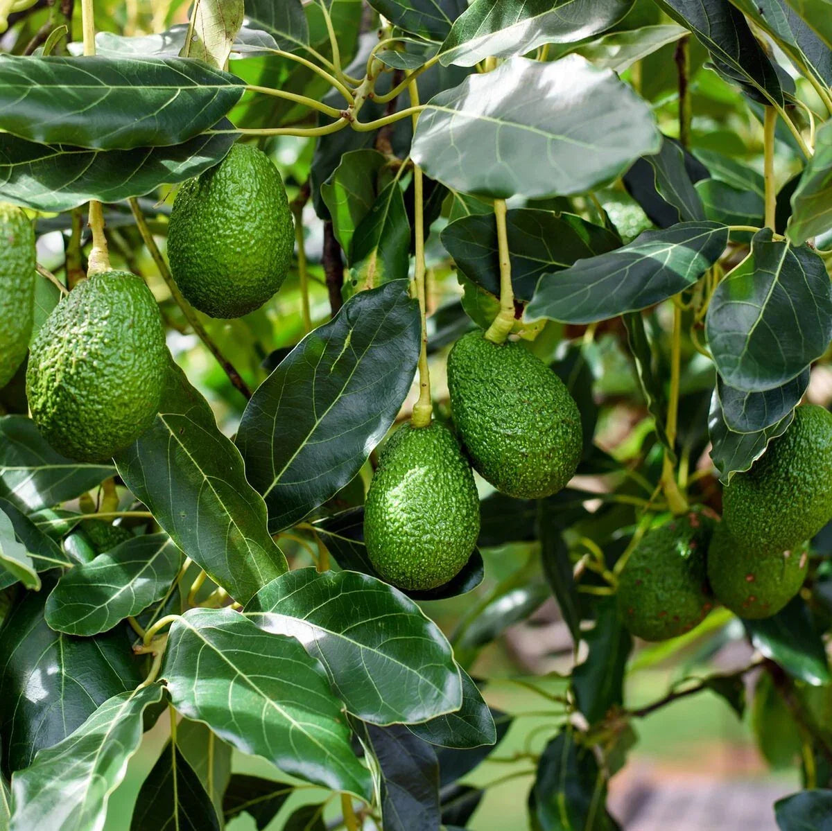 Bacon Avocado Tree Cuttings 2 PCS Fresh Scions Persea americana