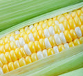 Sweet Corn Seeds - 75 Count - Peaches and Cream Variety - Zea mays