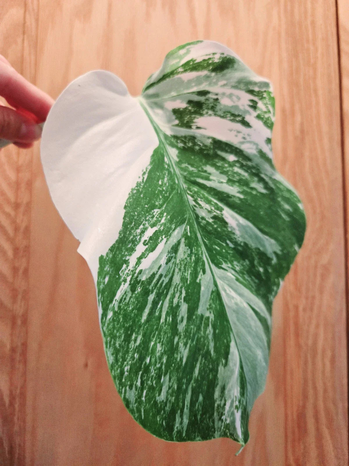 Monstera Albo Variegated Cutting - RARE Lightly Rooted Plant - Monstera Deliciosa Variegata
