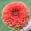 Zinnia Seeds - Coral Beauty Pink Salmon Rose Color - USA Garden Flower - 2025