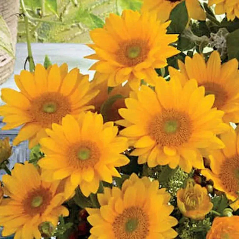 Fresh Sunflower Seeds - 20 Organic Vincent's Seeds - Helianthus annuus - USA Grown, Ships Free