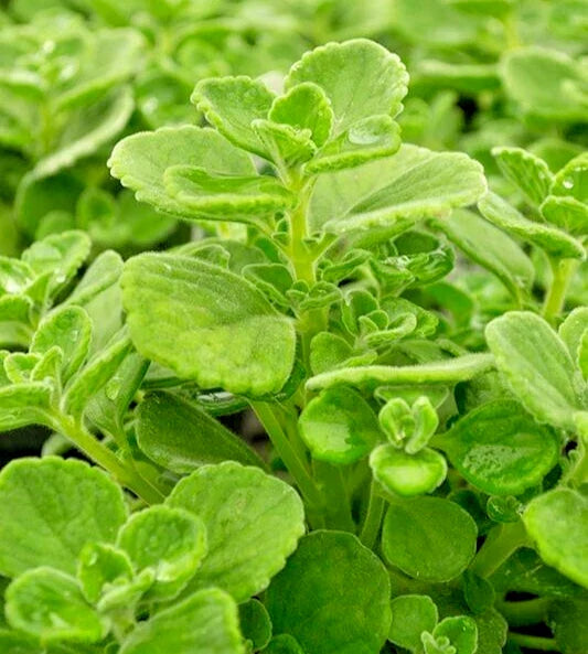 Succulent Plectranthus Coleoides Variegata 4" Cuttings, Green/White Foliage, Swedish Ivy, Fragrant, Heat Tolerant, Deer Resistant