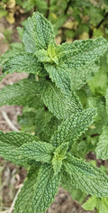 Live Starter Peppermint Plants - 6 Bareroots for Planting - Rau Thom Mint - Mentha × piperita