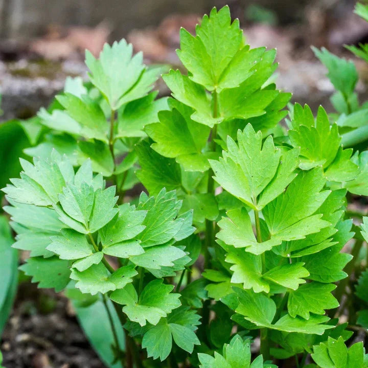 Lovage Seeds 500+ Count European Culinary Herb Levisticum officinalis for 2025 Planting